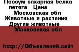 Поссум.сахарная белка-летяга › Цена ­ 4 000 - Московская обл. Животные и растения » Другие животные   . Московская обл.